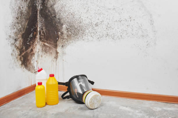 Office Mold Removal Services in Grafton, WI