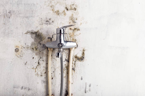 Best Mold Remediation  in Grafton, WI