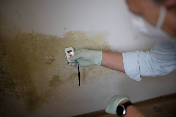 Best Black Mold Removal  in Grafton, WI