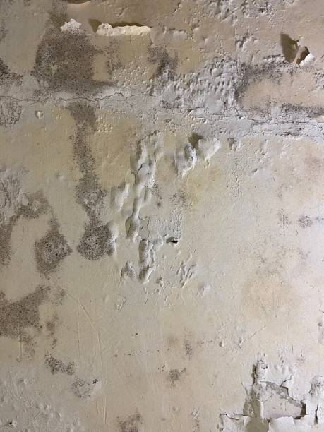 Best Black Mold Removal  in Grafton, WI