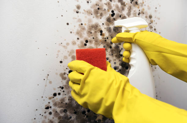 Best Mold Damage Repair  in Grafton, WI