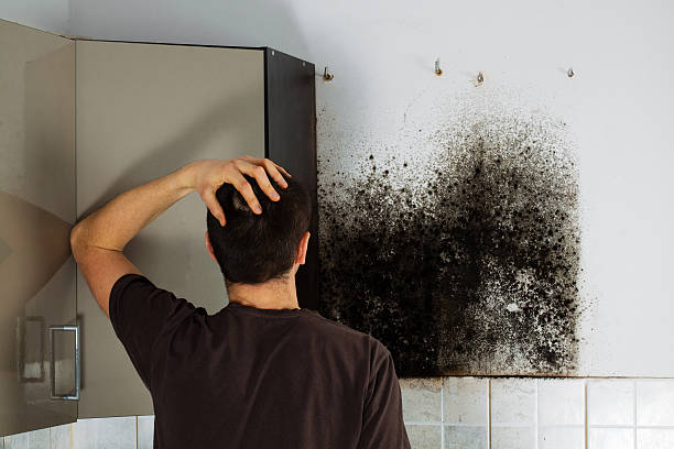 Best Professional Mold Removal  in Grafton, WI