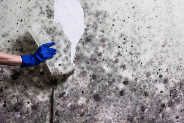 Best Attic Mold Removal  in Grafton, WI