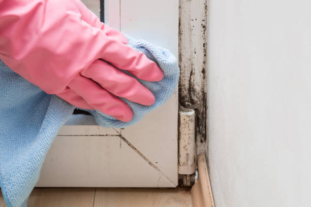 Best Mold Testing and Removal  in Grafton, WI