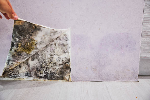 Best Commercial Mold Removal  in Grafton, WI